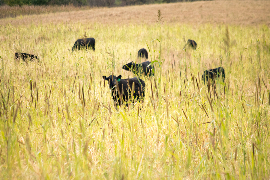 a group of black calves graze on native grasslands