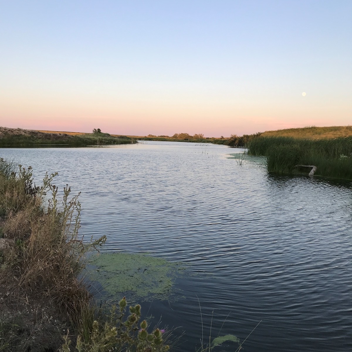 A pond at sunset, with a sky getting pink on the horizon, and a small full moon. The water ripples toward the camera, and thistles and other plants grow on the banks.